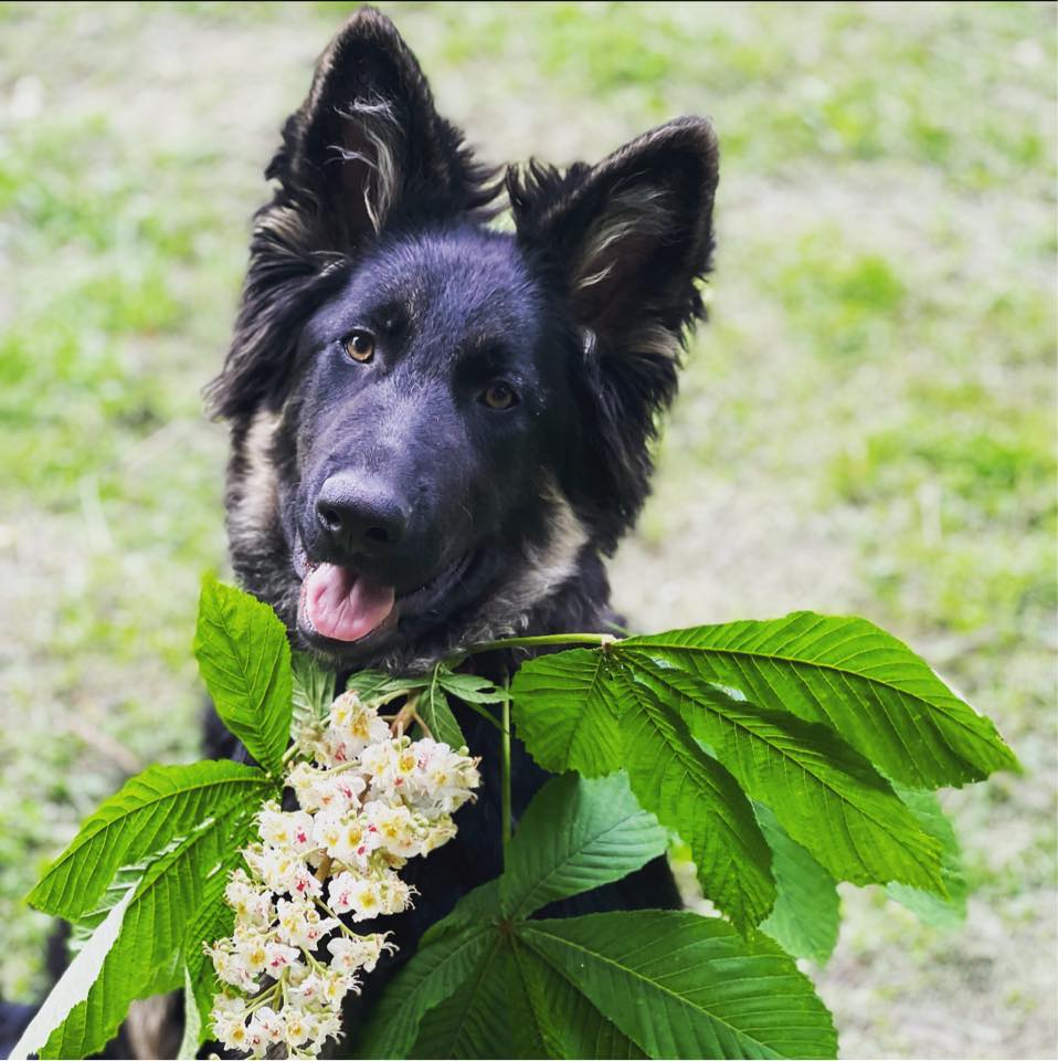 psihotel hotel dla psów szczecin nowe warpno, psitulaniec opieka dla psa pies na wakacjach, zadbany pies, bezpieczny pies